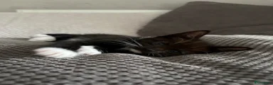 Mixed Breed Kitten 2