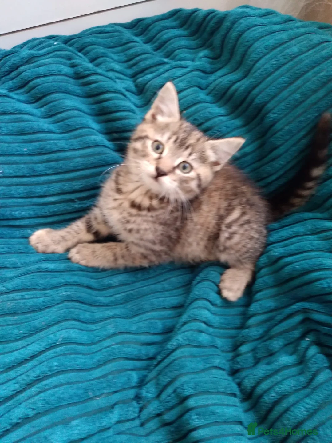 Mixed Breed cats for sale: Kitten - Advert 3