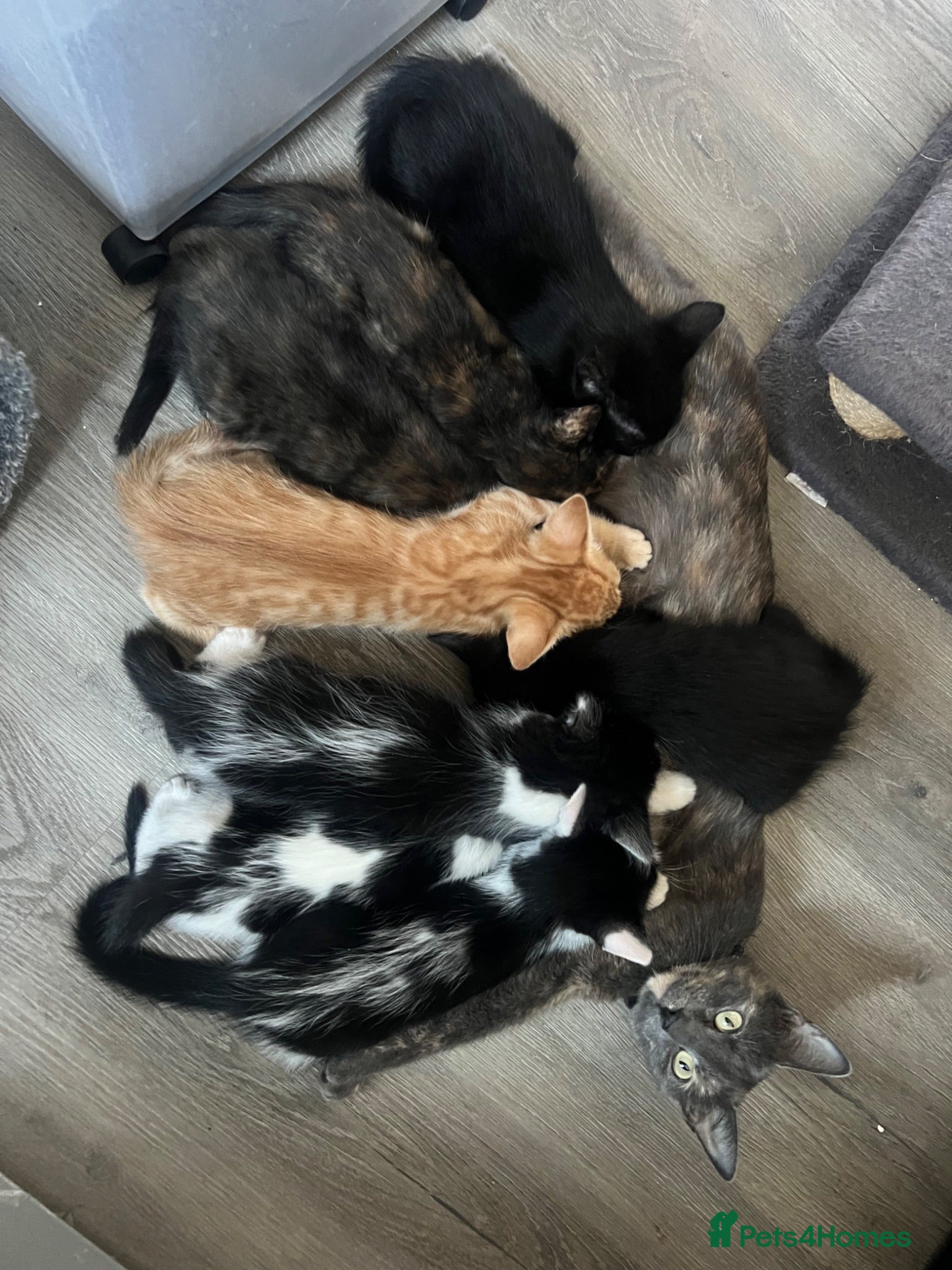Mixed Breed cats Ready Now - Advert 1