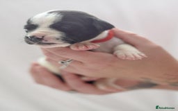 Mixed Breed dogs for sale: Bullador puppies - Image 7