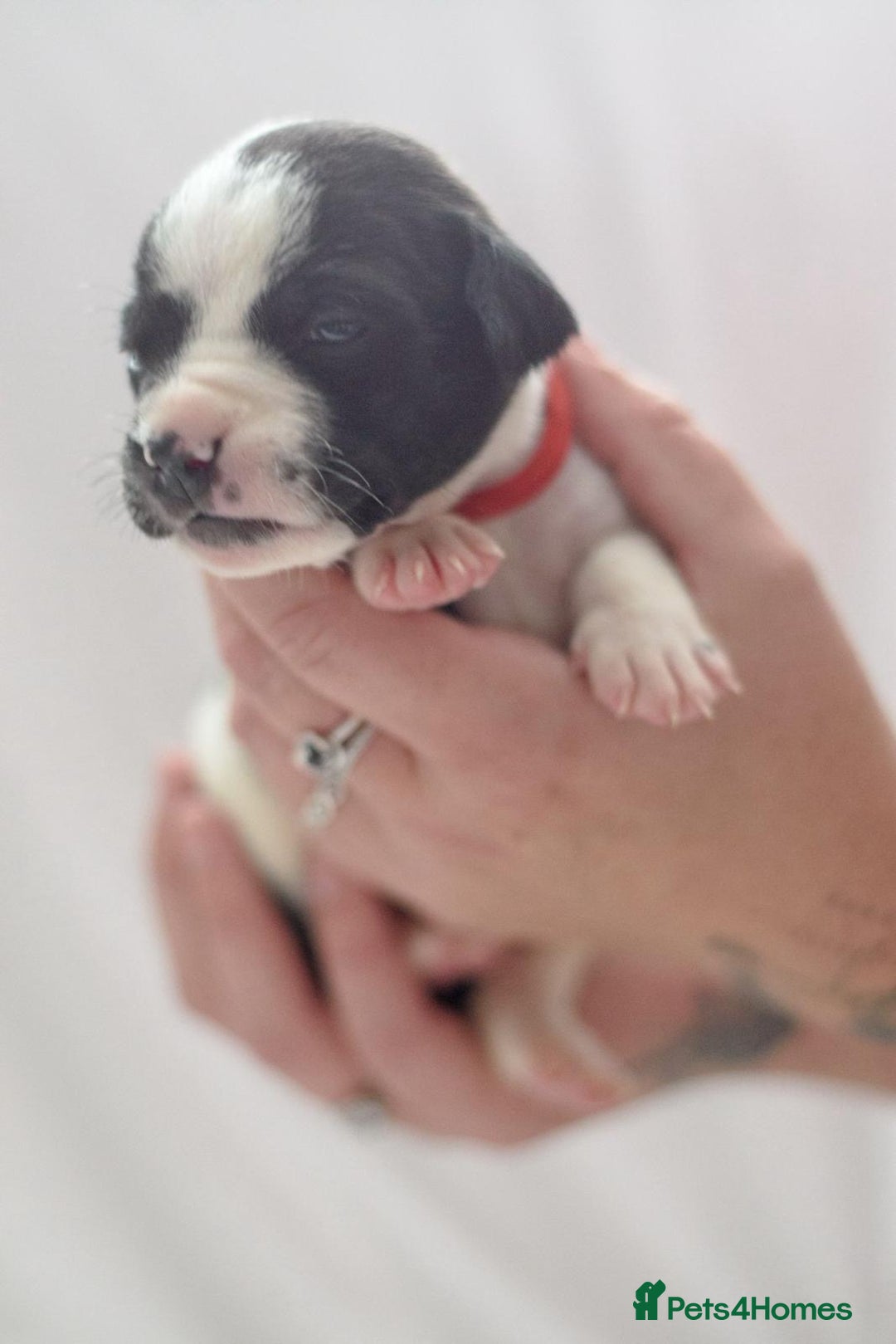 Mixed Breed dogs for sale: Bullador puppies - Image 7