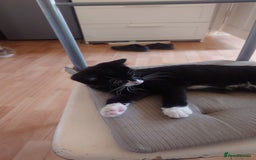 Mixed Breed cats for sale: Sweety girl  - Image 6