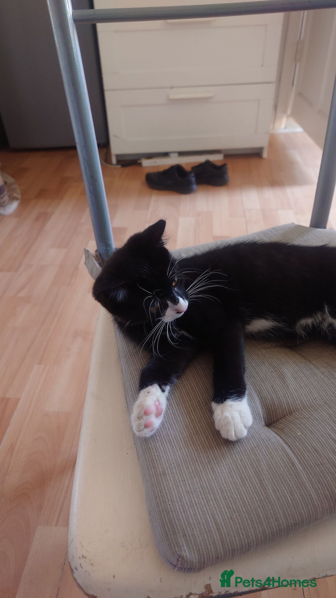 Mixed Breed cats for sale: Sweety girl  - Image 6