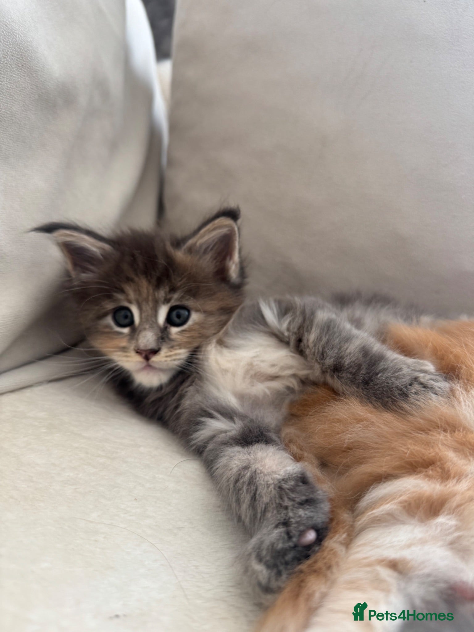 Maine Coon cats     ✨TICA Maine Coon Kittens | Licensed Breeder✨ - Advert 2