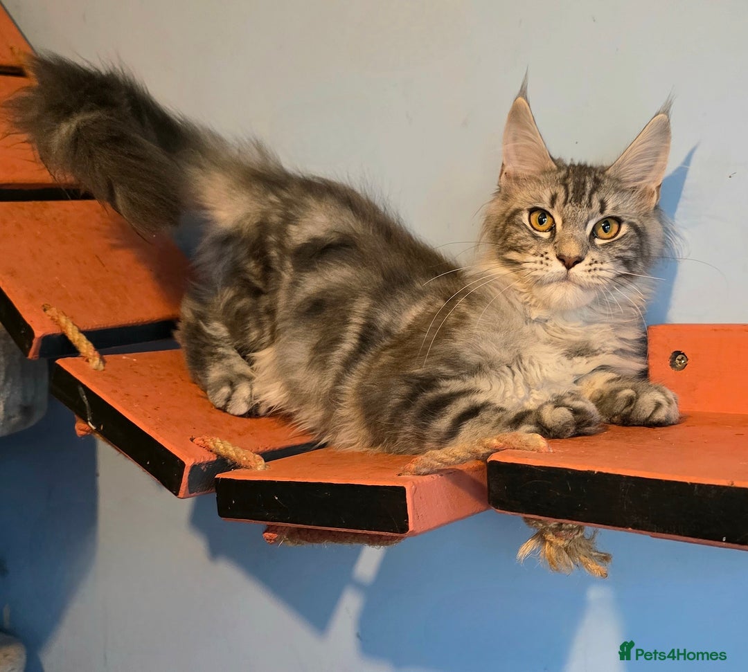 Maine Coon cats for sale: Ready to go!  Stunning Mainecoon Kittens  - Image 9