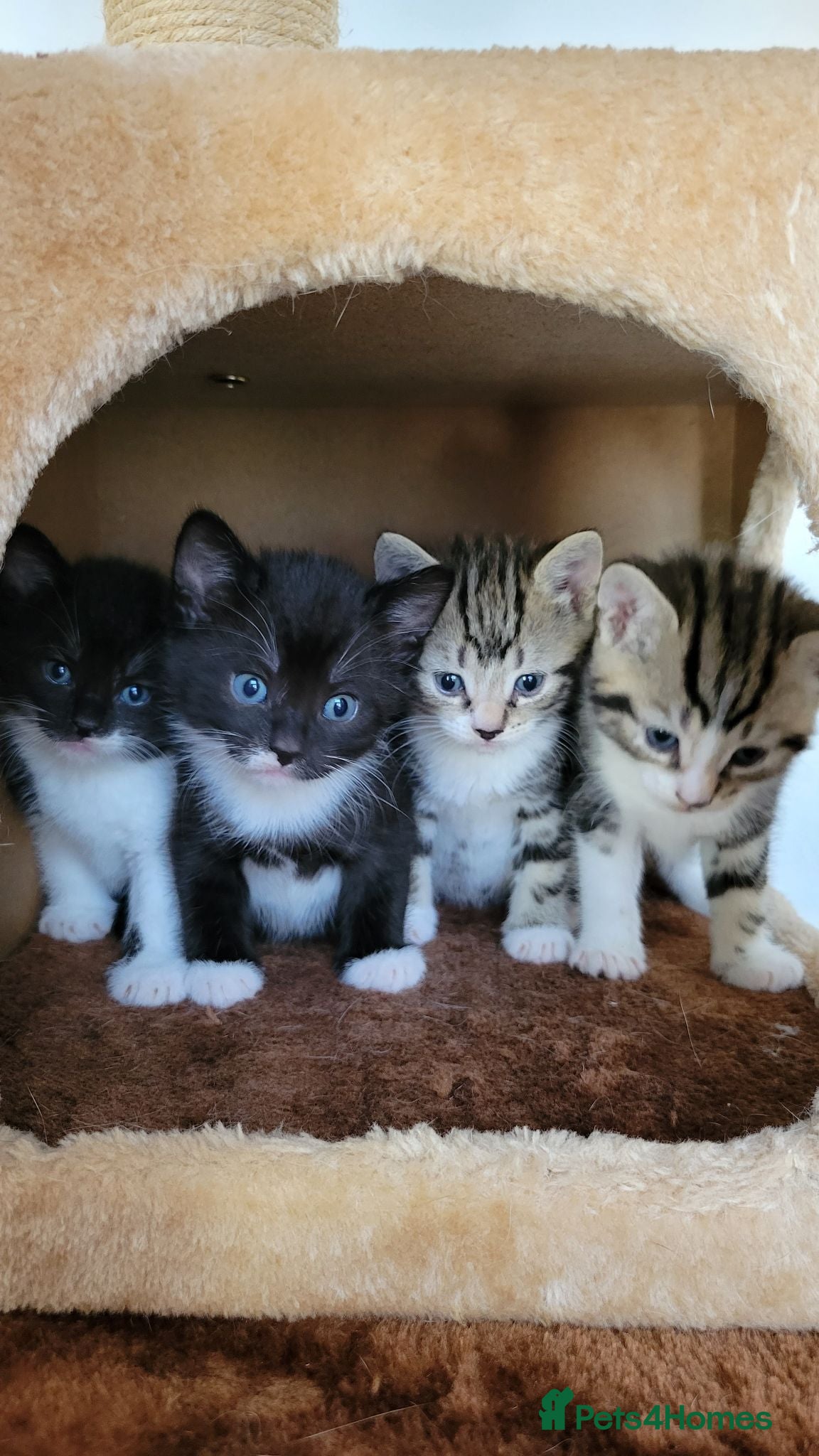 Mixed Breed cats 4 Adorable kittens looking for beautiful homes  - Advert 19