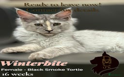 Maine Coon cats for sale: Reduced! Last Female Kitten - ready now!  - Image 8