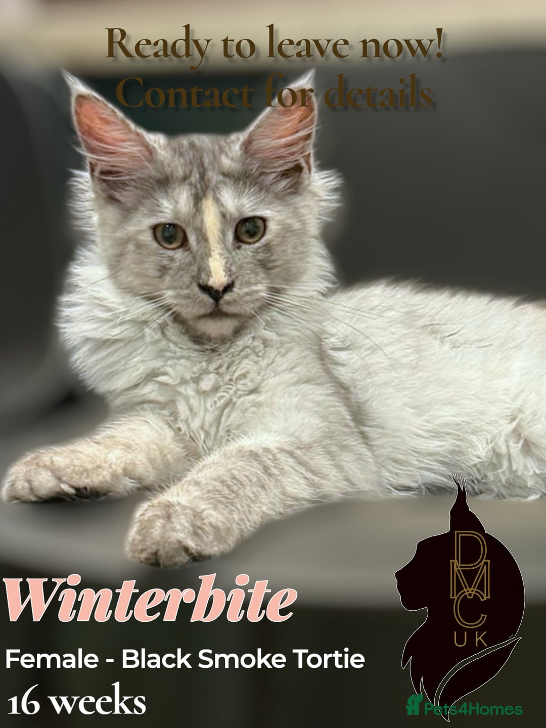 Maine Coon cats for sale: Reduced! Last Female Kitten - ready now!  - Image 8