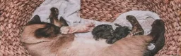 Siamese cats for sale: Siamese  - Advert 4