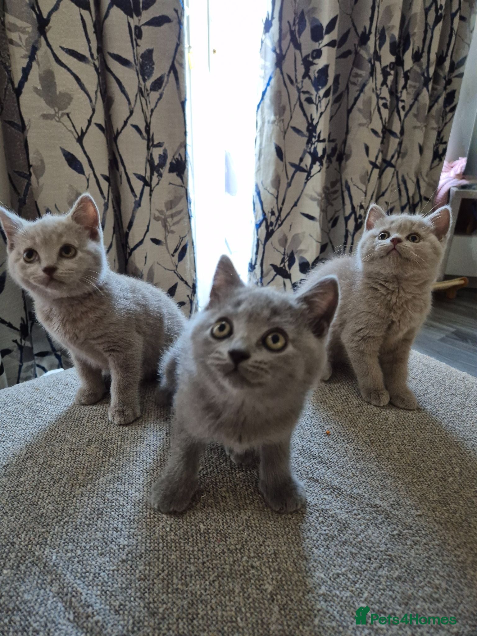 British Shorthair cats British shorthair kittens  - Advert 1