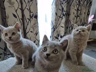 British Shorthair cats British shorthair kittens - Advert 1