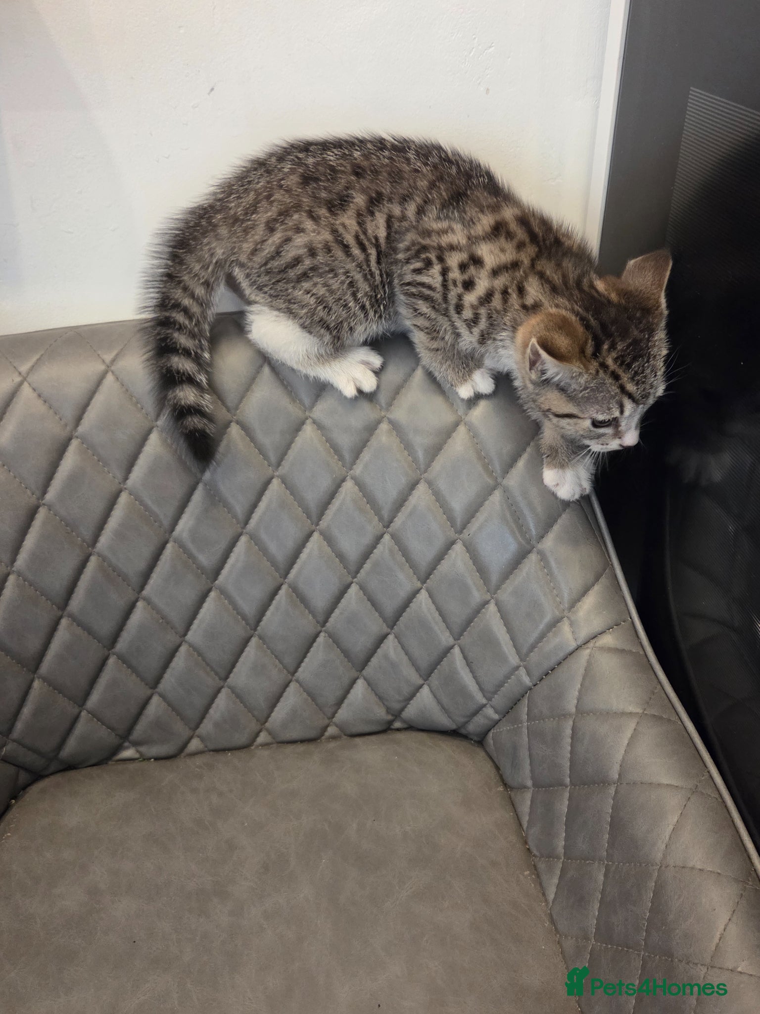 Mixed Breed cats Bengal x kitten - Advert 2