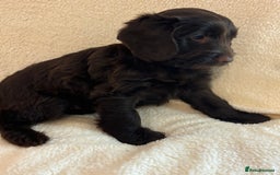 Cockapoo dogs for sale: Ready now and complete health check ❤️ - Image 2