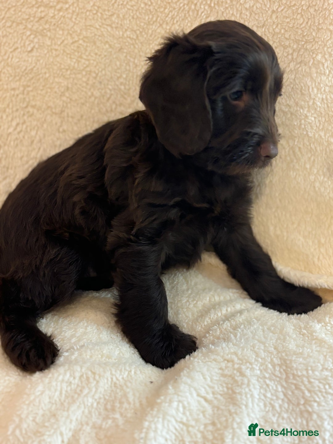 Cockapoo dogs for sale: Ready now and complete health check ❤️ - Image 2