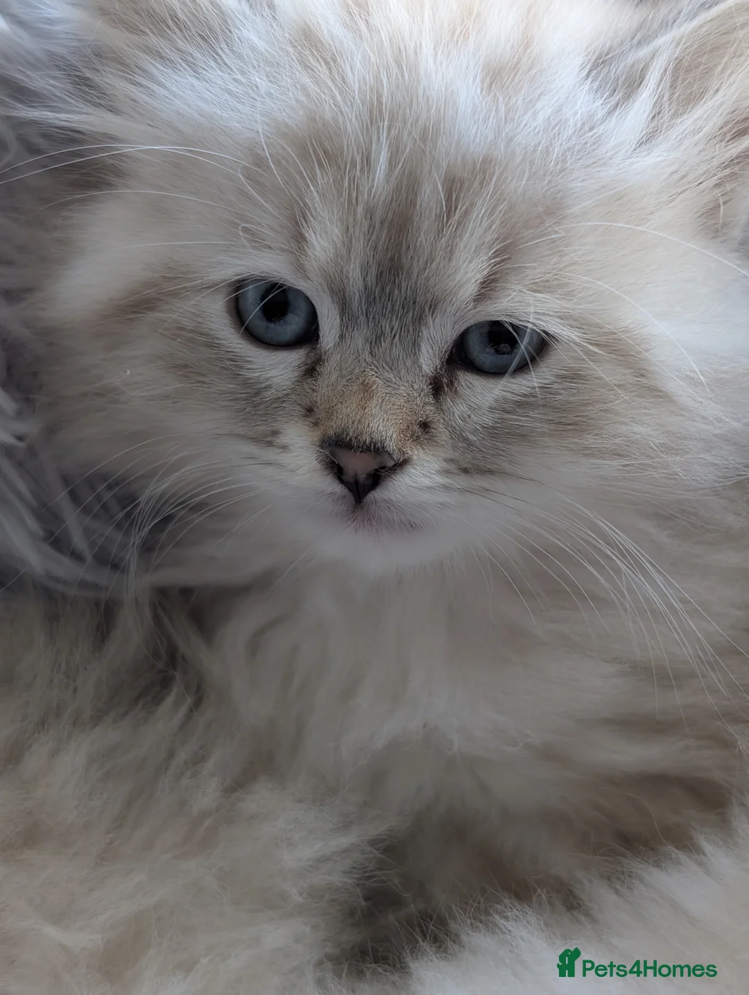 Siberian cats for sale: Beautiful Siberian cats - Advert 17