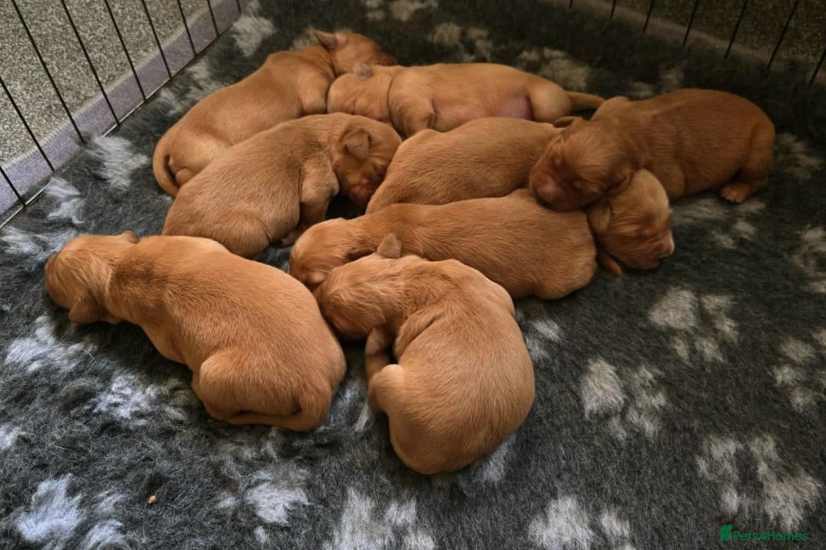 Golden Retriever dogs 🌟 Beautiful Dark Golden Retriever Puppies 🌟 - Advert 1