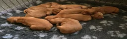 Golden Retriever dogs for sale: 🌟 Beautiful Dark Golden Retriever Puppies 🌟 - Advert 4
