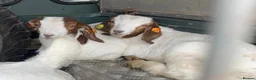 Goats livestock for sale: Boer Goat kids in Stoke-on-Trent - Advert 3