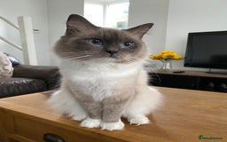 Ragdoll cats for sale: Super affectionate male ragdoll house cat - Advert 1