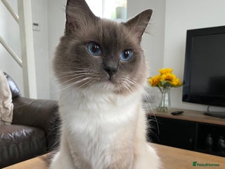 Ragdoll cats Super affectionate male ragdoll house cat - Advert 1