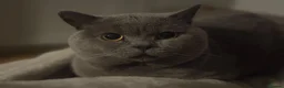 British Shorthair cats for sale: READY NOW British Shorthair Kitten - Advert 4