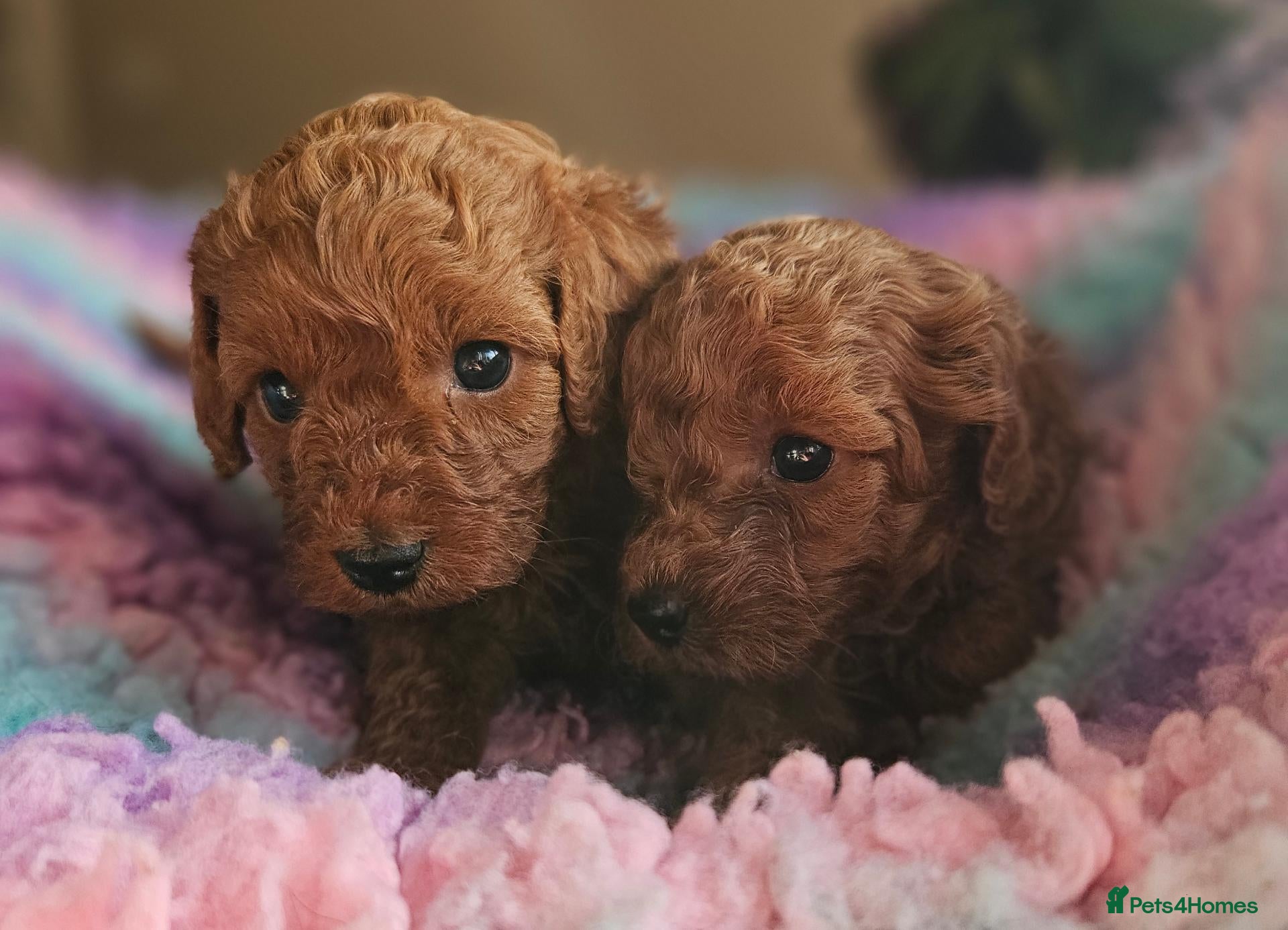 Cavapoo dogs Licensed breeder 2 girls, tiny toy red cavapoos  - Advert 1