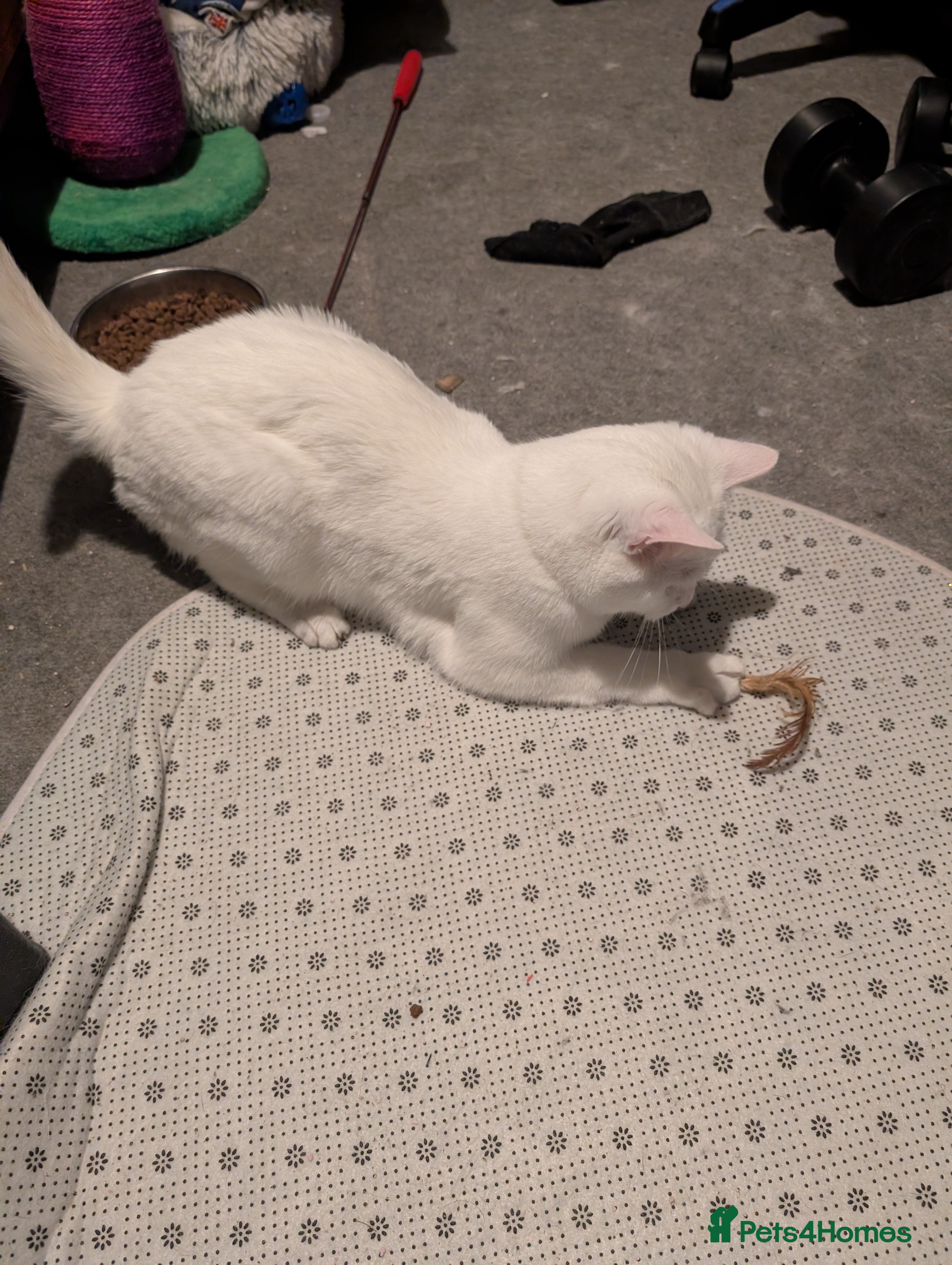 Mixed Breed cats Male White Cat Phoenix  - Advert 3