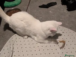 Mixed Breed cats Male White Cat Phoenix - Advert 1