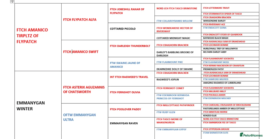 Labrador Retriever dogs for stud: Black labrador stud- FULLY HEALTH TESTED in Leyburn - Advert 6