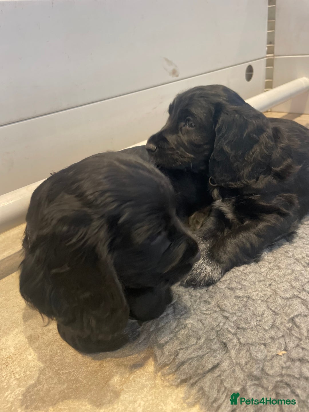Cocker Spaniel dogs for sale: 2 working cocker puppies  - Advert 9