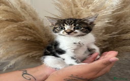 British Longhair cats for sale: Baby kittens  - Image 2