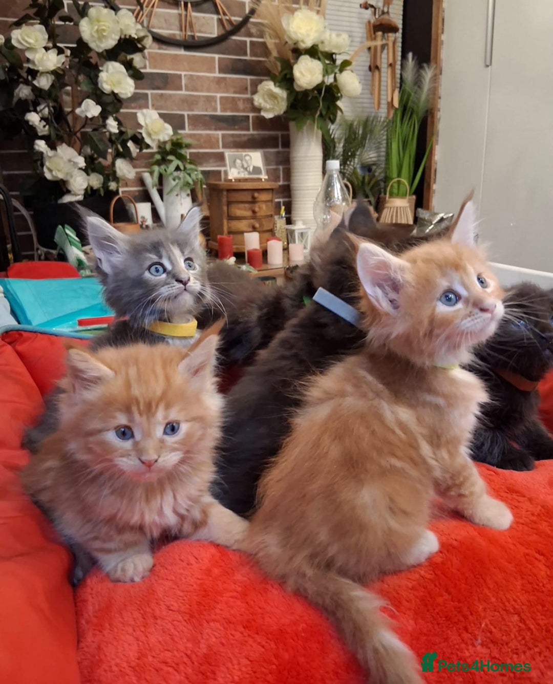 Maine Coon cats for sale: I have Beautiful healthy maicoon XL  - Image 5