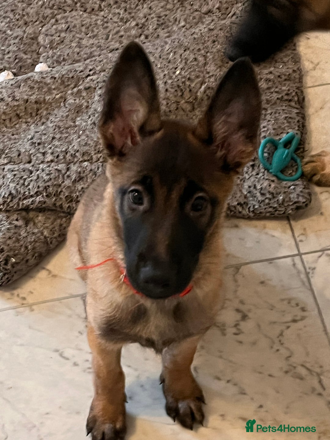 Mixed Breed dogs for sale: Shepinois  - Advert 4