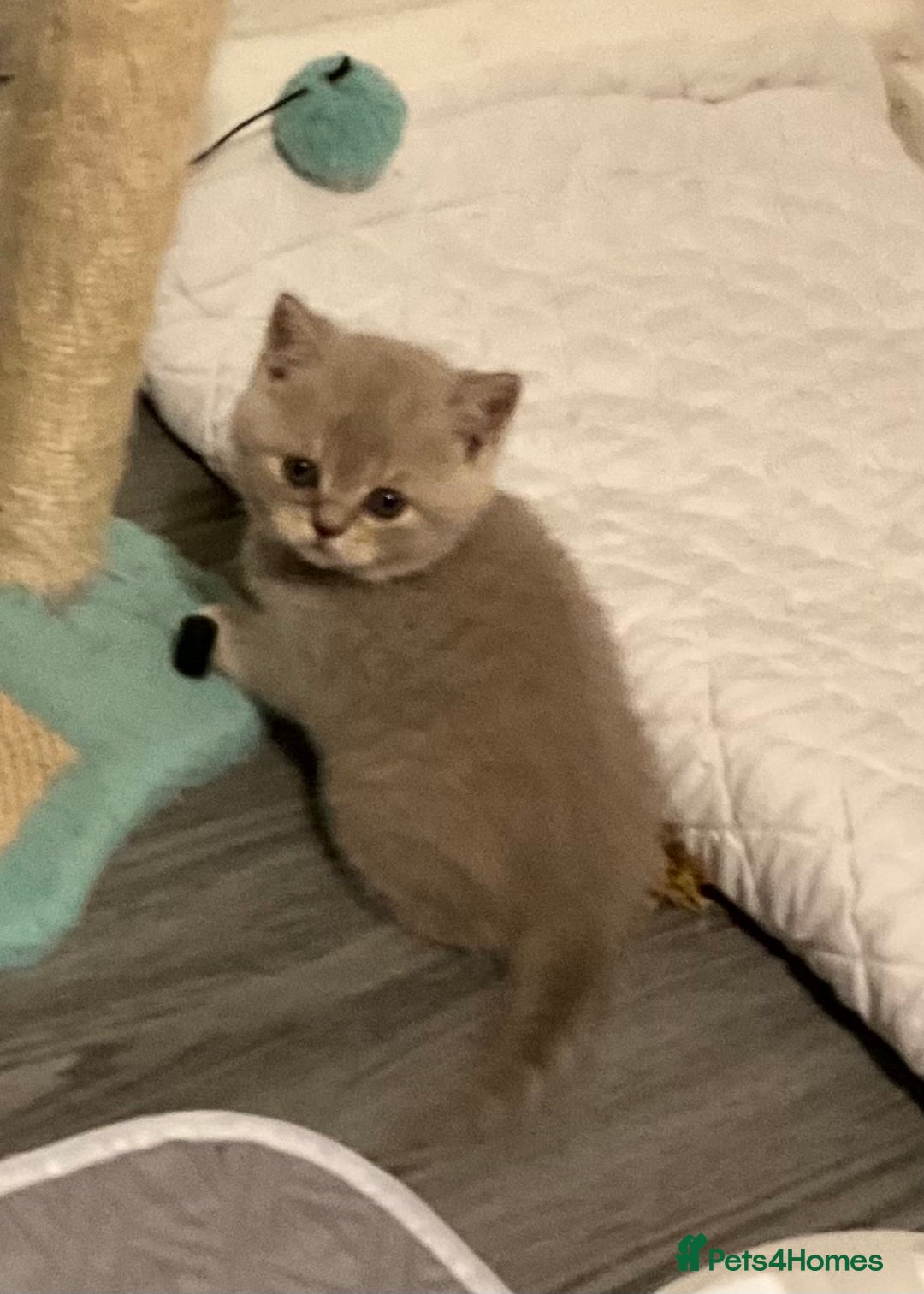 British Shorthair cats for sale: Purebred amazing BSH kittens - Advert 9