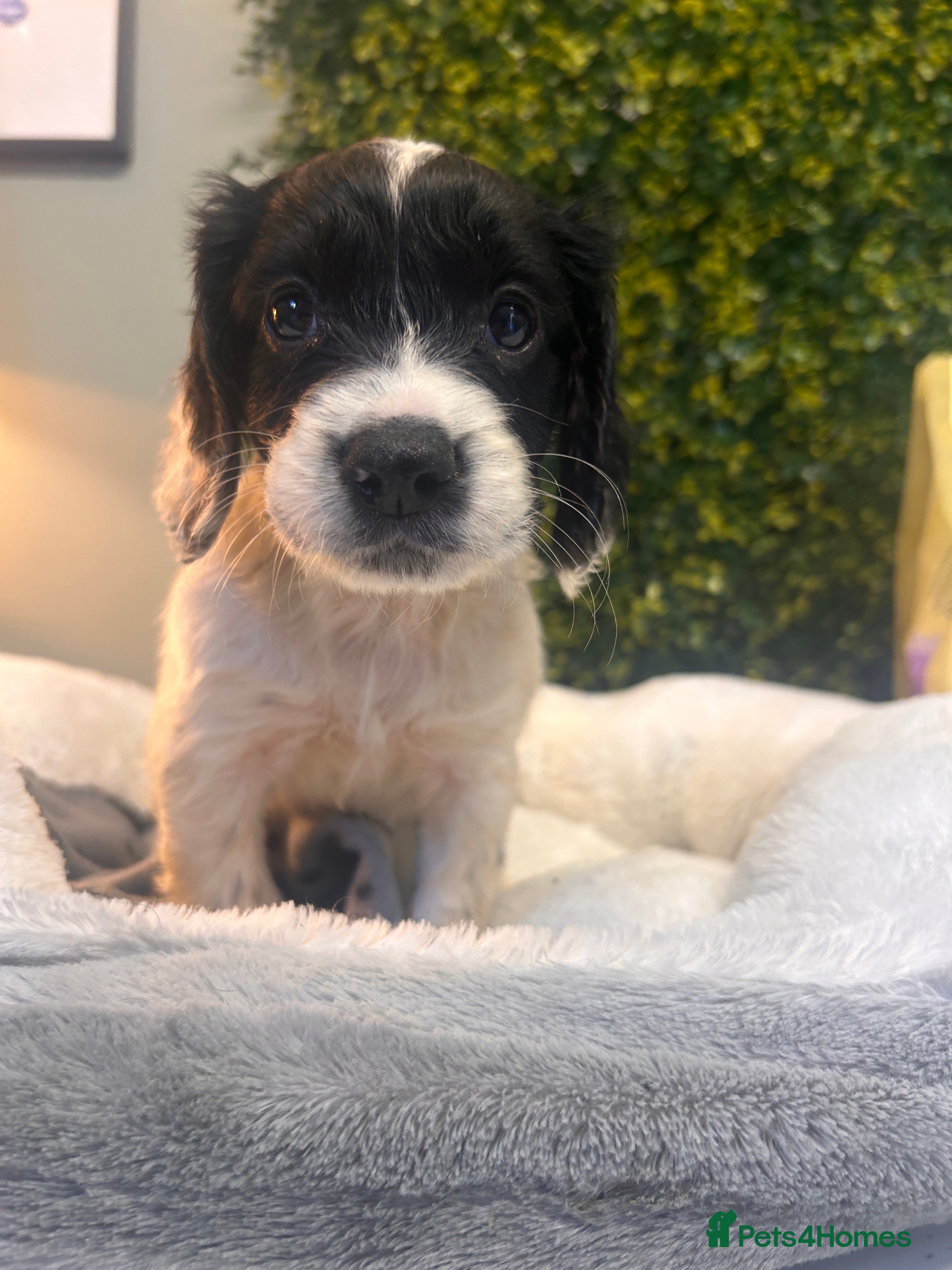 Sprocker dogs F1b (75% Cocker) Sprocker Puppies 5 * Breeder  - Advert 2