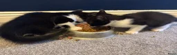 Mixed Breed cats for sale: 2 kittens ready to go  - Advert 4