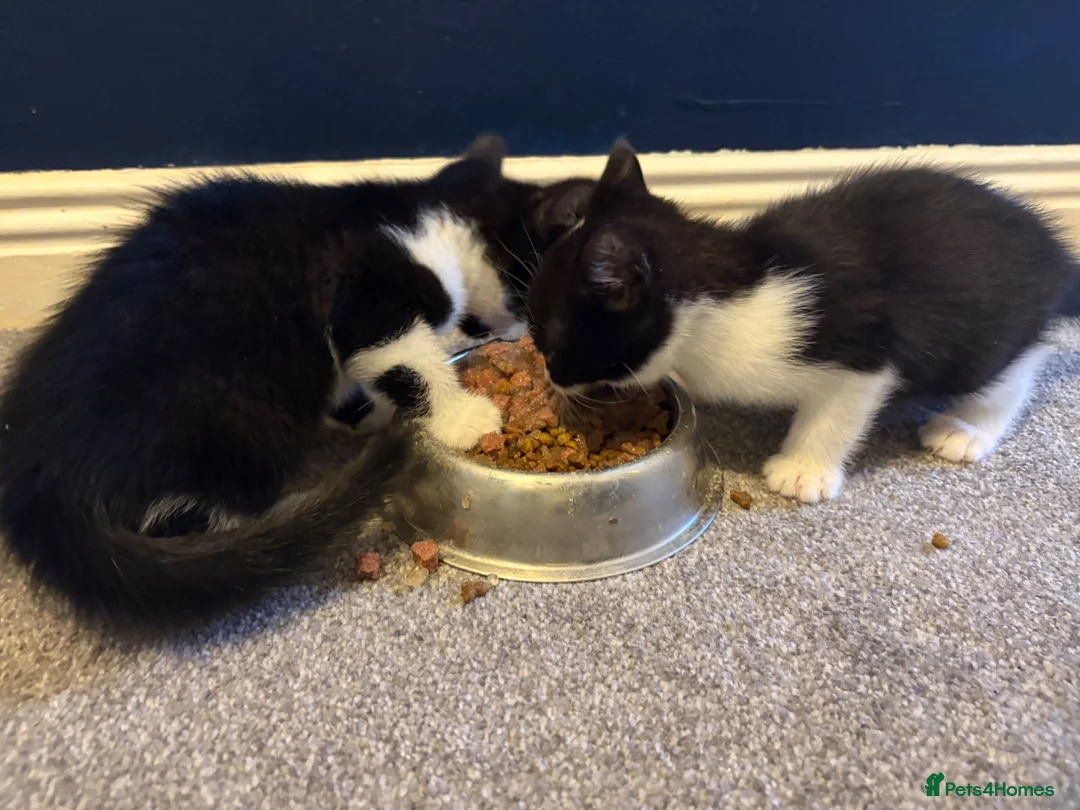 Mixed Breed cats for sale: 2 kittens ready to go  - Advert 4