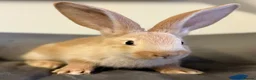 Continental Giant rabbits for sale: Pure Bred Continental Giants  - Advert 4