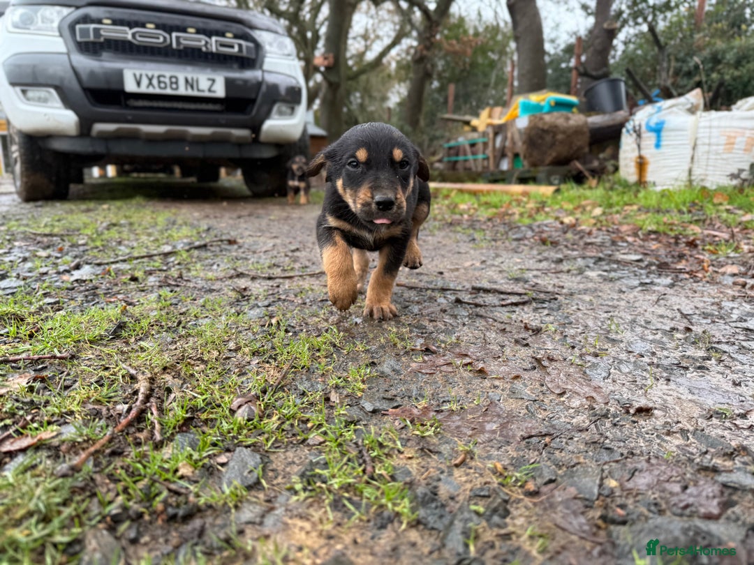 Huntaway dogs for sale: Huntaway Puppies only 2 bitches and 1 dog left!!  - Advert 12