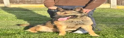 German Shepherd dogs for stud: WORKING LINE STABLE GERMAN SHEPHERD FOR STUD  - Advert 2