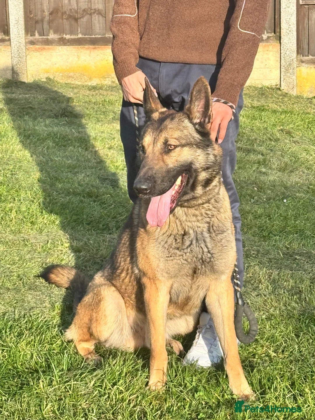 German Shepherd dogs for stud: WORKING LINE STABLE GERMAN SHEPHERD FOR STUD  - Advert 2