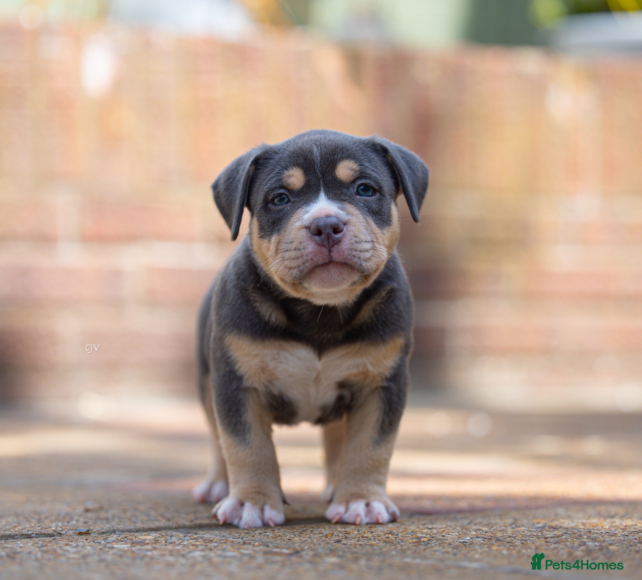 American Bully dogs American Bully ABKC registered  - Advert 1
