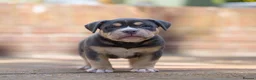 American Bully dogs for sale: American Bully ABKC registered  - Advert 7