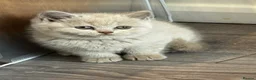 British Shorthair cats for sale: Beautiful Lilac British Shorthair, Registered - Advert 9