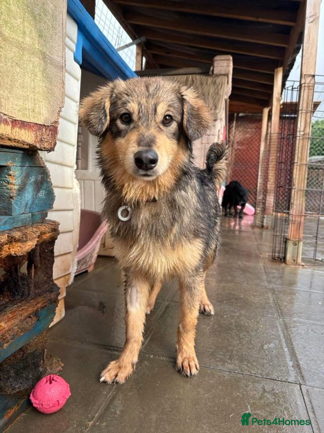 Mixed Breed dogs for adoption: Dave - Norwich Norfolk  - Advert 2