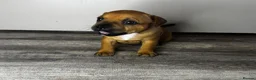 Staffordshire Bull Terrier dogs for sale: 🔥READY! KCREG STAFFY PUPPS–OUTSTANDING QUALITY 🔥 - Advert 29