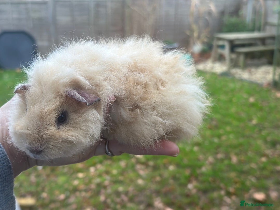 Guinea Pig rodents for sale: Male guinea pigs - Advert 5