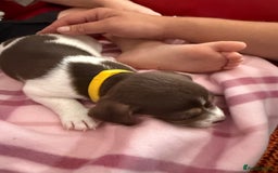 Mixed Breed dogs for sale: Yorkshire terrier x jack russell - Image 3