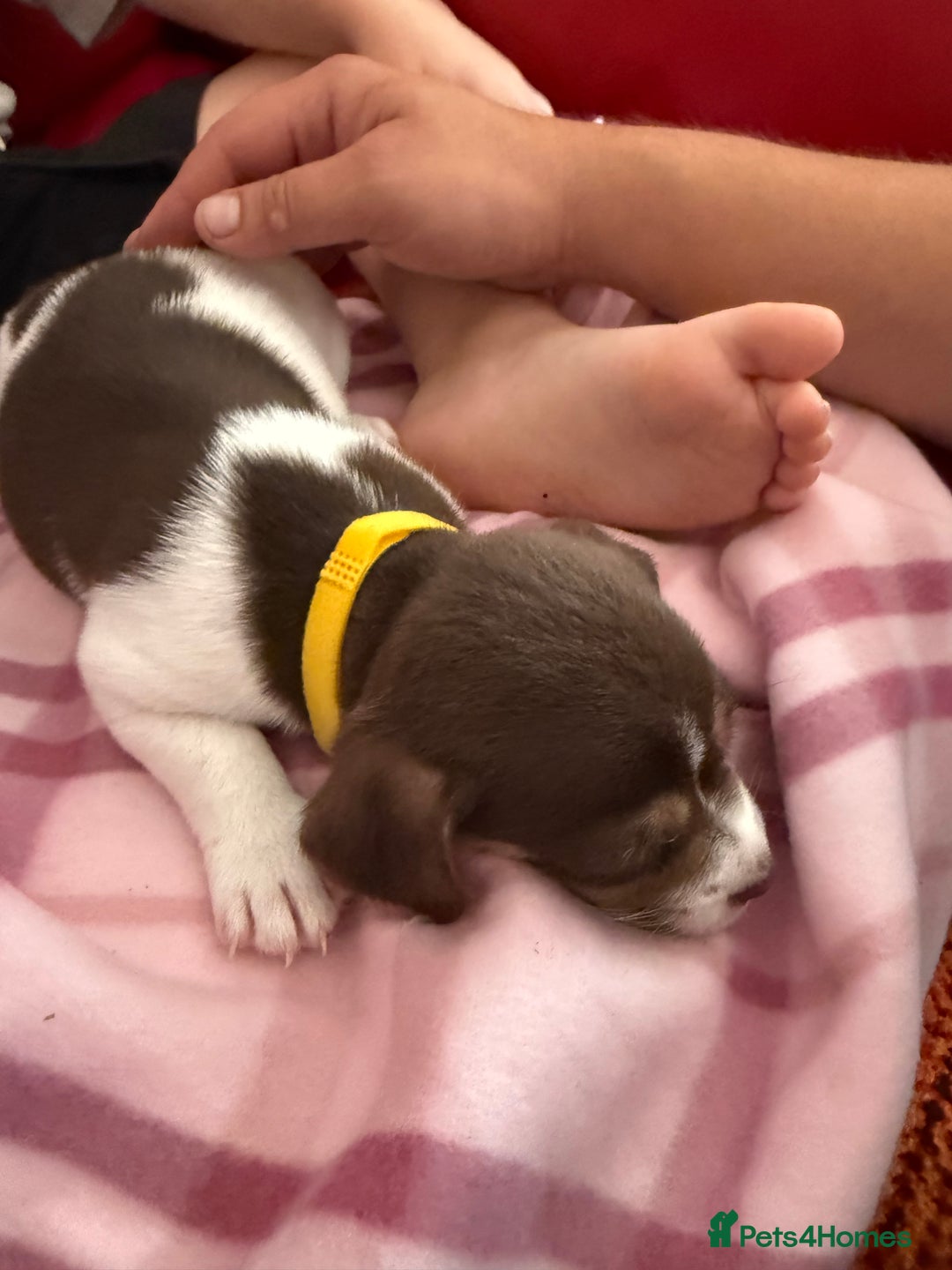 Mixed Breed dogs for sale: Yorkshire terrier x jack russell - Image 3