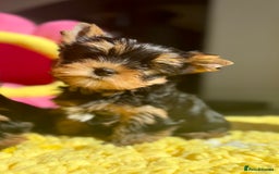 Yorkshire Terrier dogs for stud: Super small Yorkie with short muzzle DNA tested in Sheffield - Image 31
